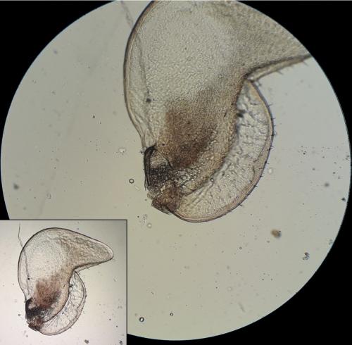 Réf. 223 736 : Oniscus asellus